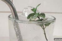 Homemade Lemon-Lime Soda